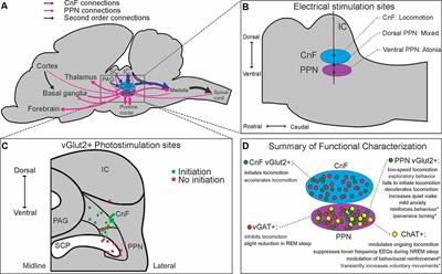 Dissecting Brainstem Locomotor Circuits: Converging Evidence for Cuneiform Nucleus Stimulation